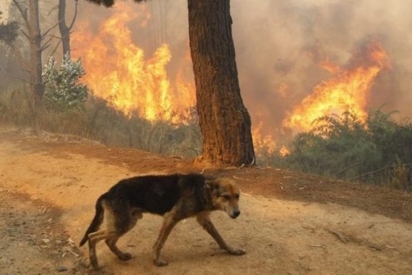 i cani riconoscono l'allarme antincendio