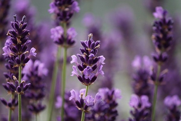 campo di lavanda