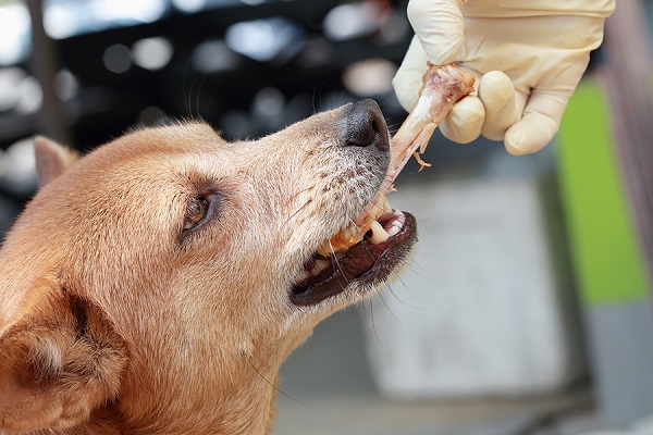 cane mangia ossa