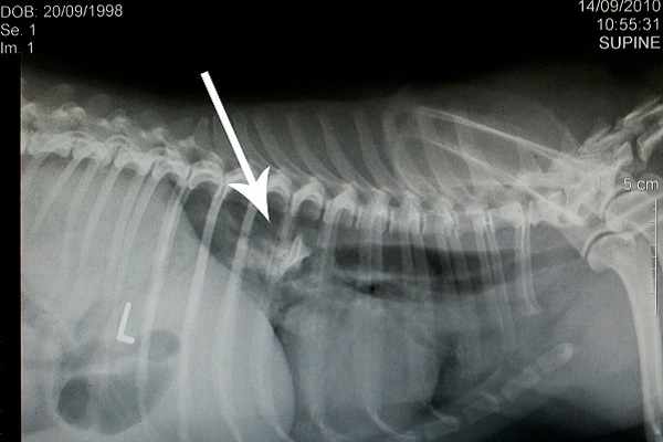 radiografia addome cane
