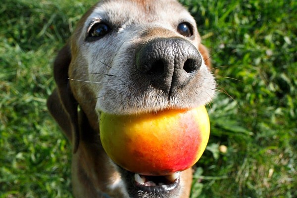 cane sul prato