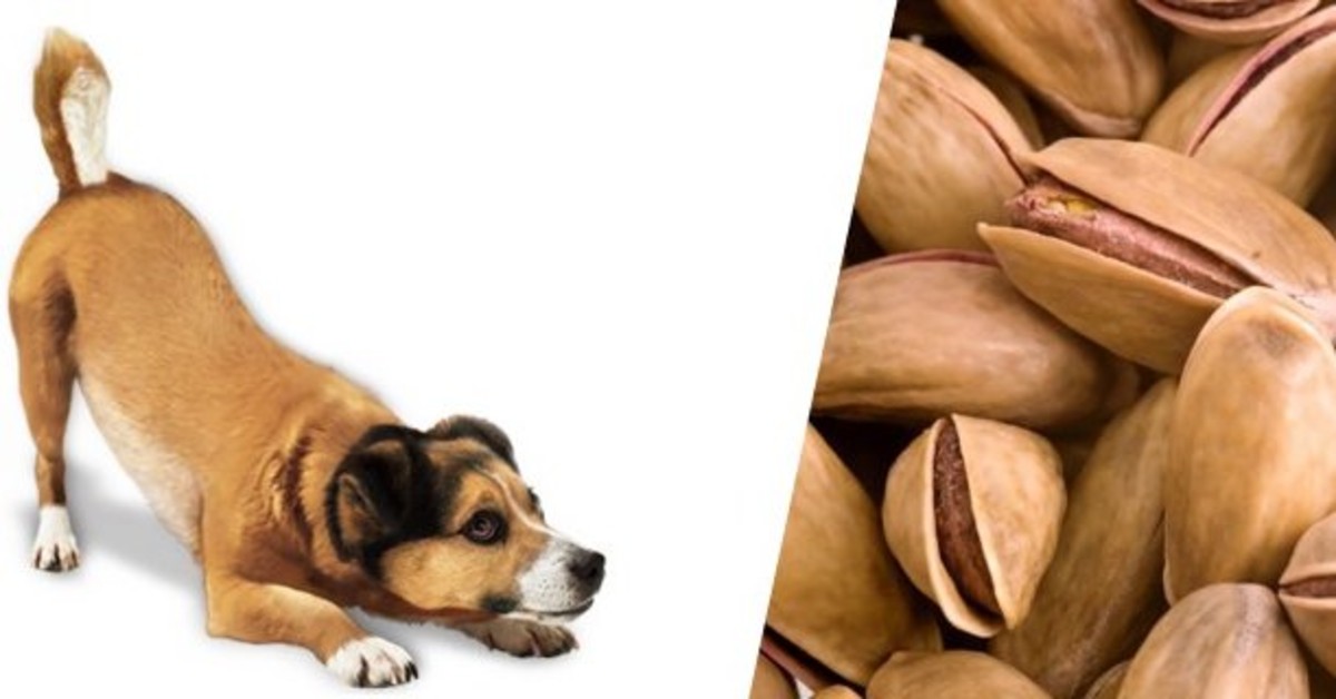 I cani possono mangiare i pistacchi?