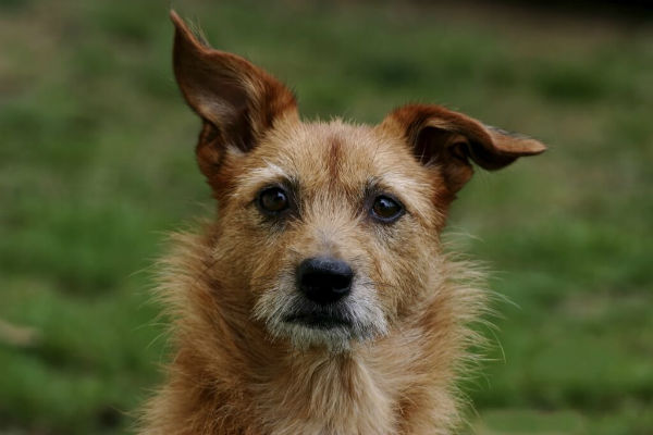 cane che guarda