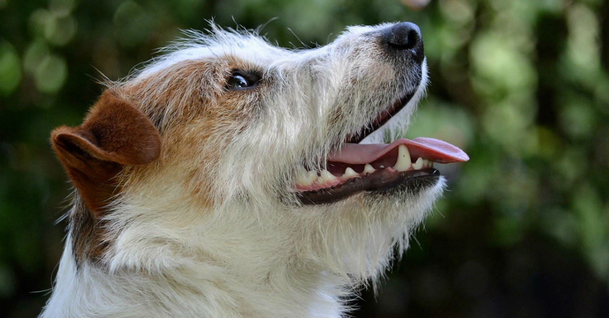 Cani e semi di papavero: tutto quello che bisogna sapere