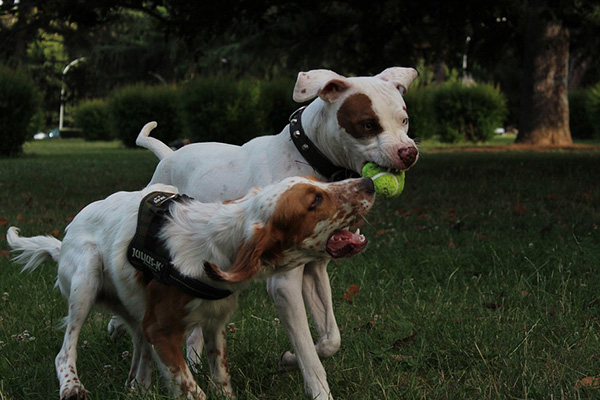 Come si comporta un cane adulto con un cucciolo?