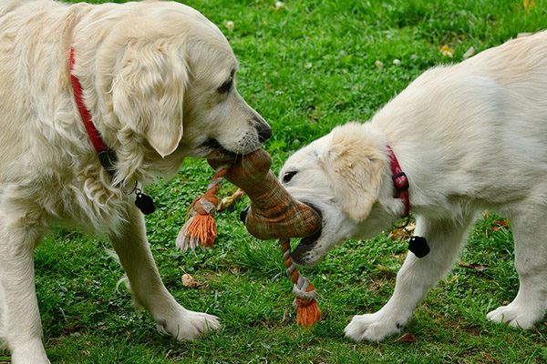 cane adulto che ringhia al cucciolo