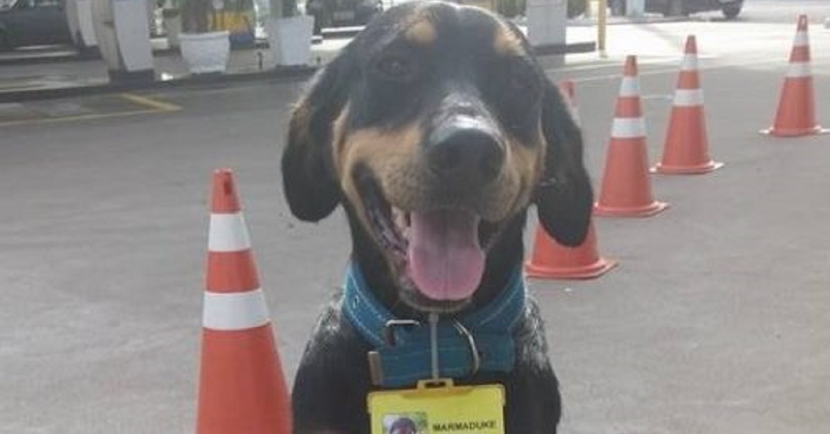 Cani randagi adottati e assunti come lavoratori da un buon uomo