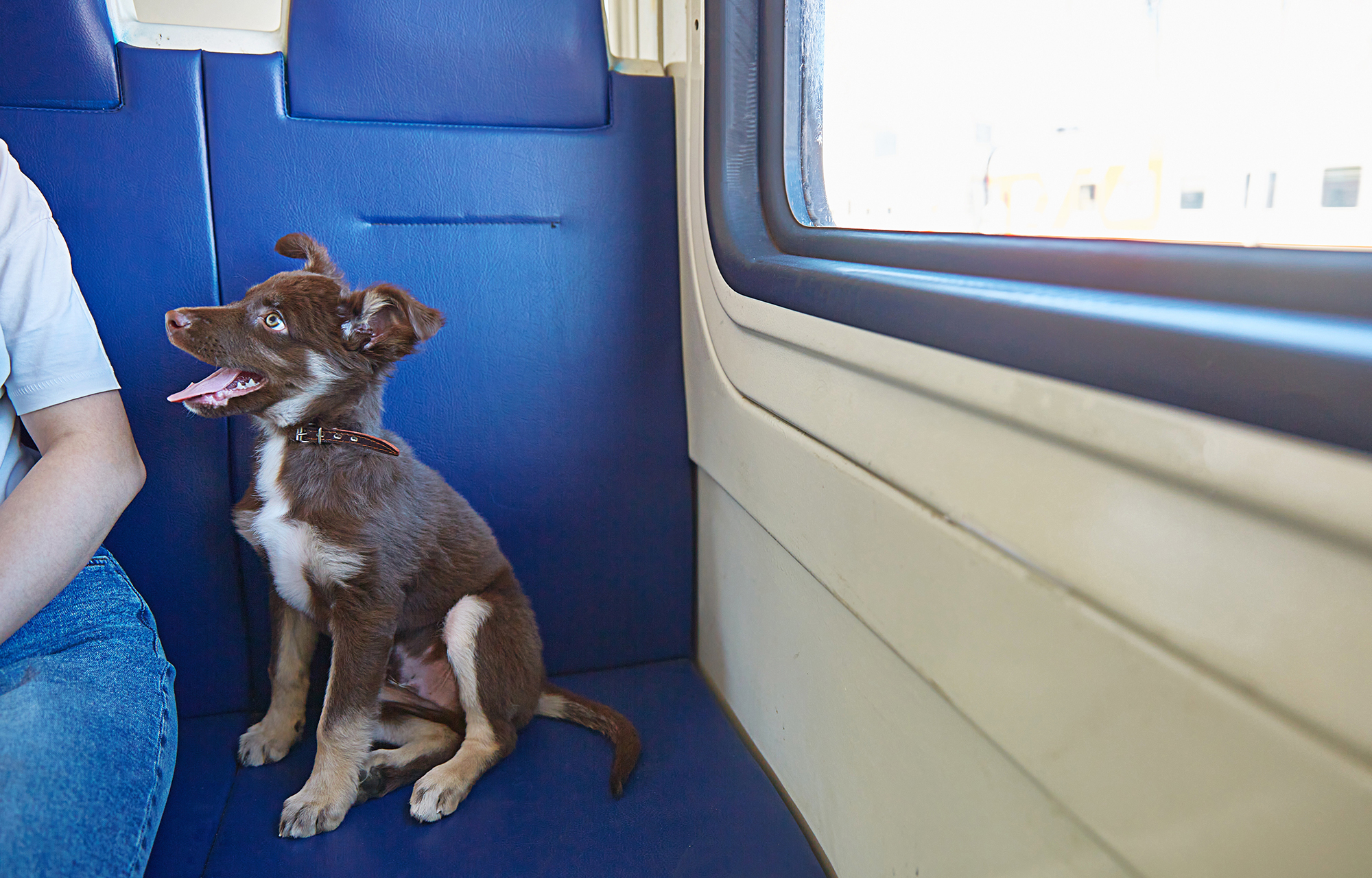 Cane in treno