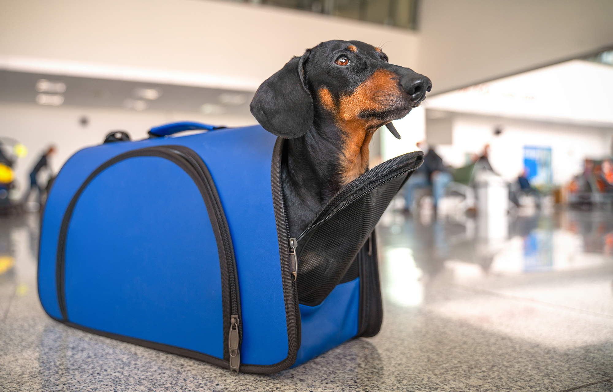 Cane che viaggia nel trasportino