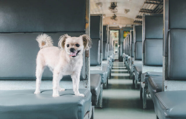 Cane in viaggio sul treno