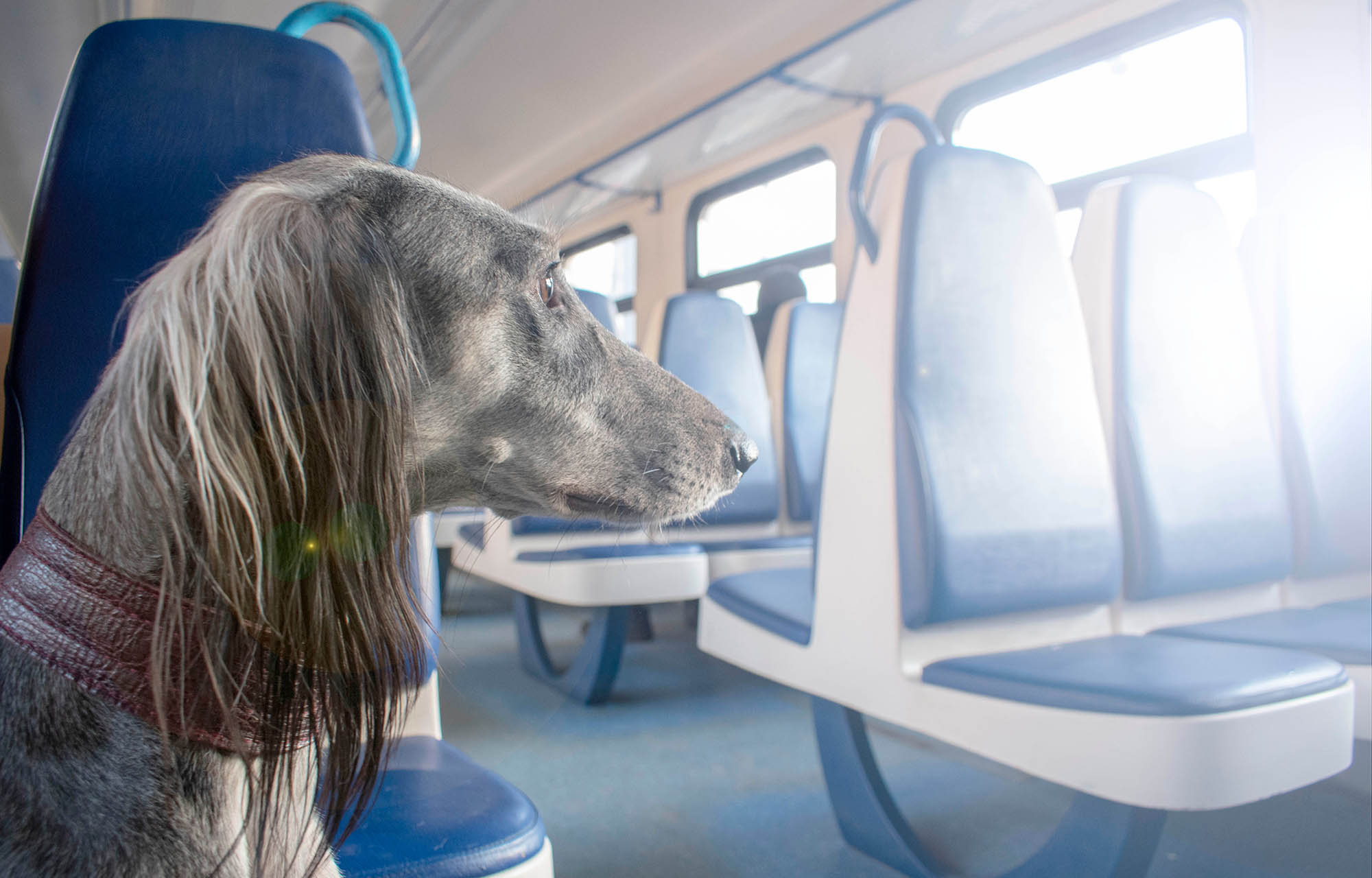 Cane su treno che osserva il finestrino