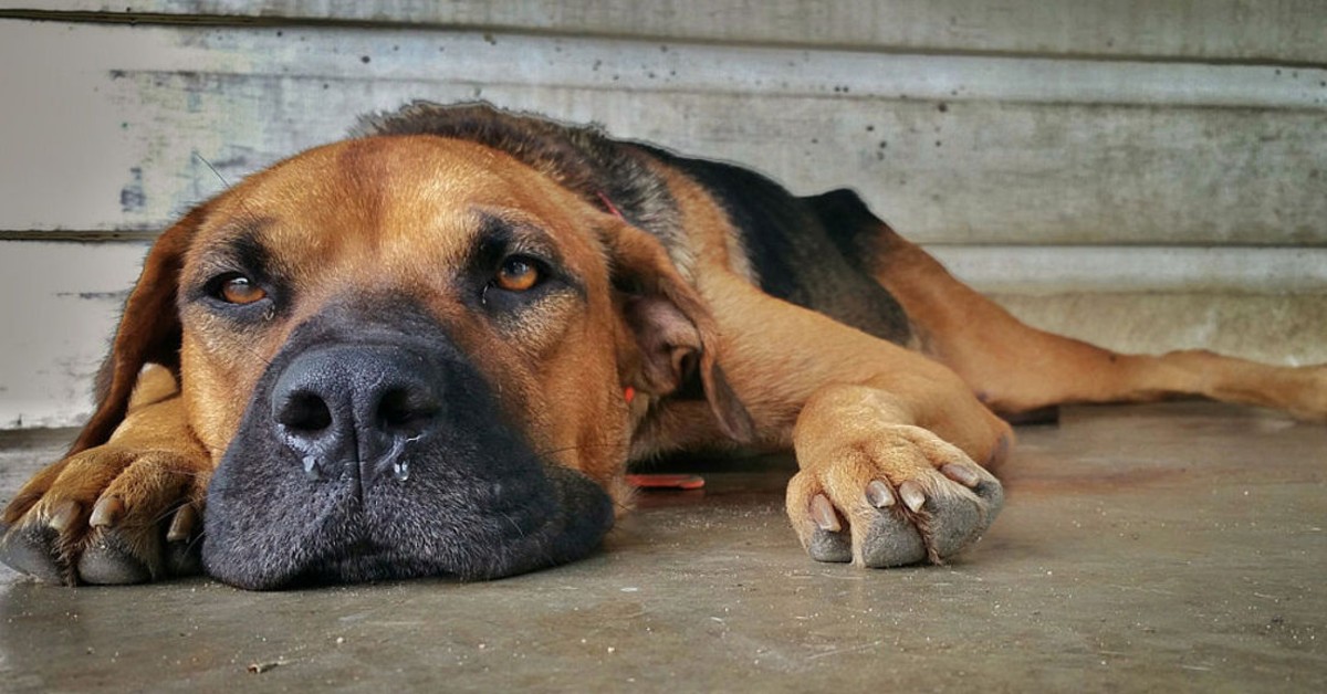Coccidiosi nel cane, tutto ciò che bisogna sapere su questa malattia