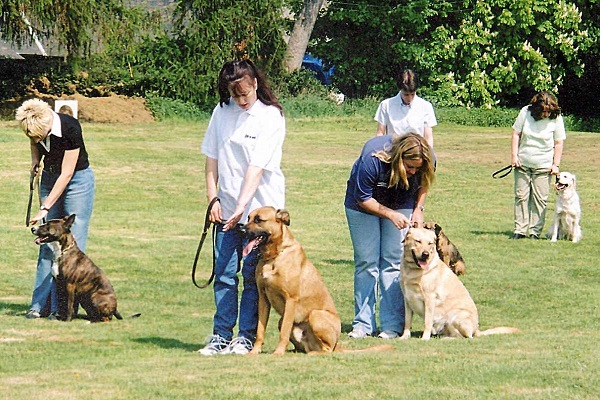 addestramento cani di gruppo