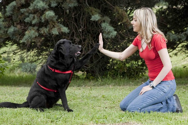 batti cinque con il cane