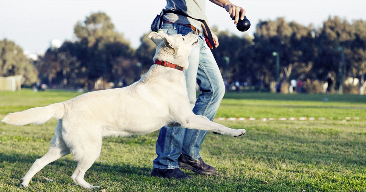 Come fanno i cani a capire i comandi che gli insegniamo?