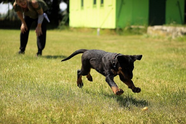 addestramento cucciolo di cane