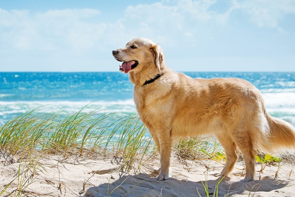 cane labrador