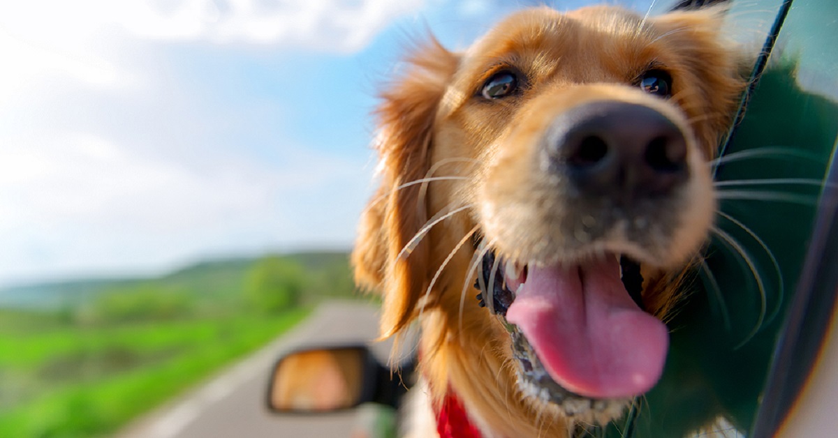 Come gestire il cane in vacanza: trucchi e consigli