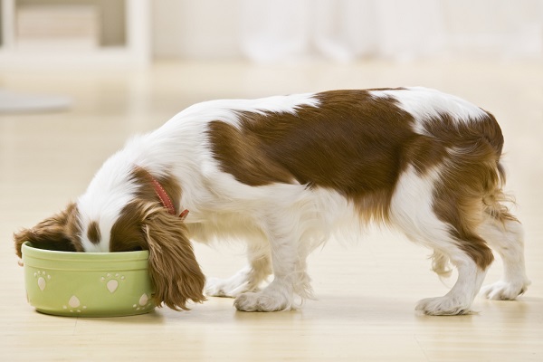 cane che mangia