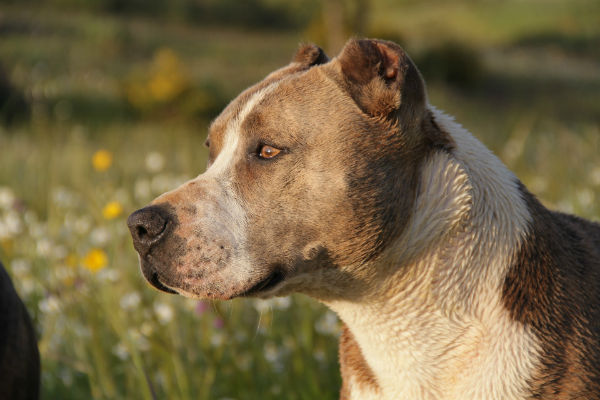 cane che guarda