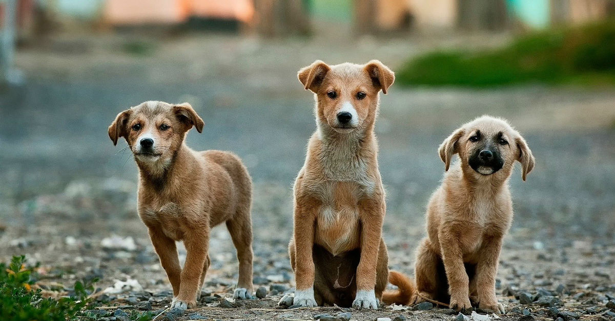 Coronavirus nel cane: cos’è, come prevenirlo e curarlo