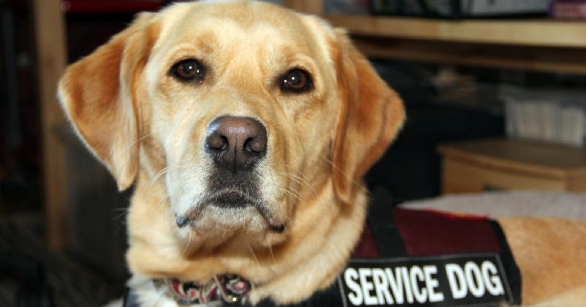 Cosa fare se un cane guida senza proprietario si avvicina a te