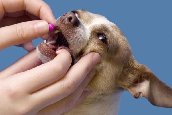 cane prende la medicina