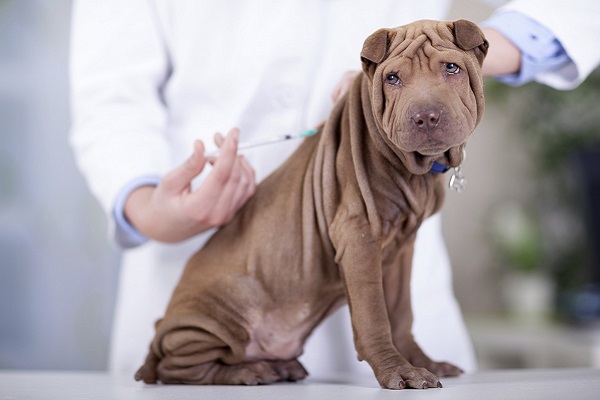 iniezione al cane