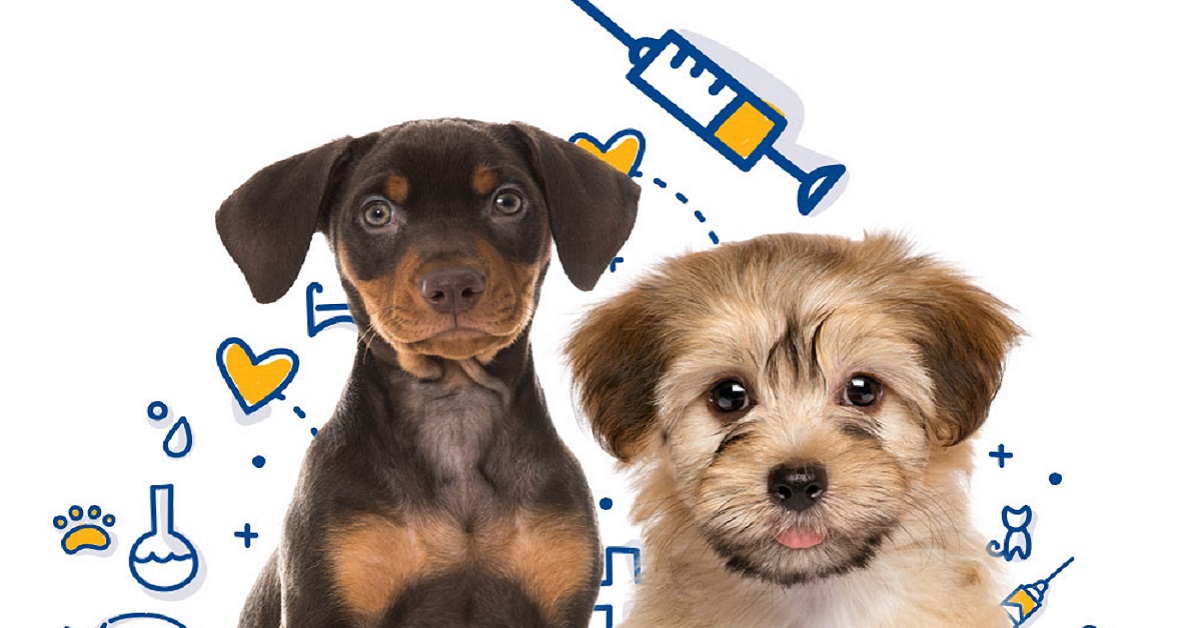 Cuccioli e reazioni ai vaccini: cosa aspettarsi e cosa è normale