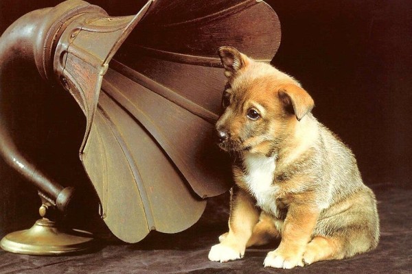 un cucciolo davanti a un grammofono