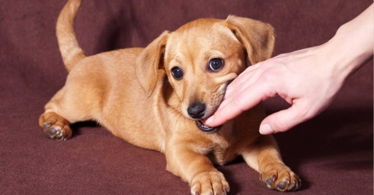 Cuccioli di cane e comportamenti sbagliati: quali sono e  come correggerli