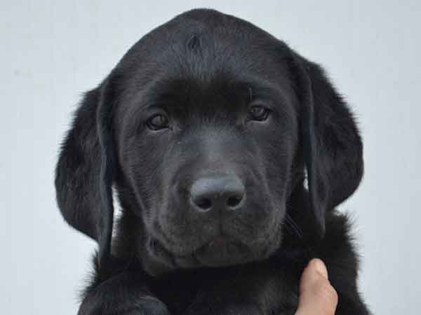 cucciolo-labrador-nascosto