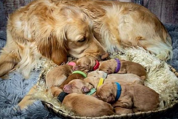 mamma con cuccioli di cane