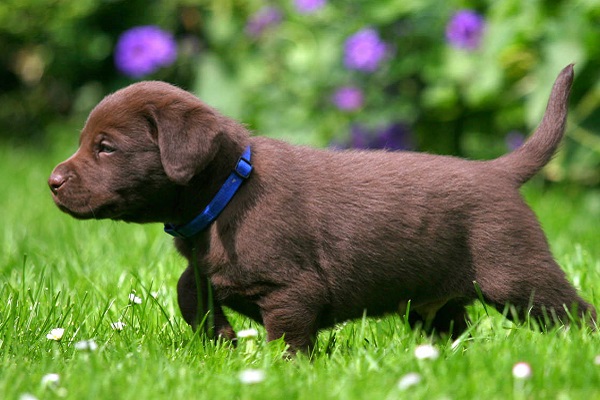 cucciolo di cane labrador