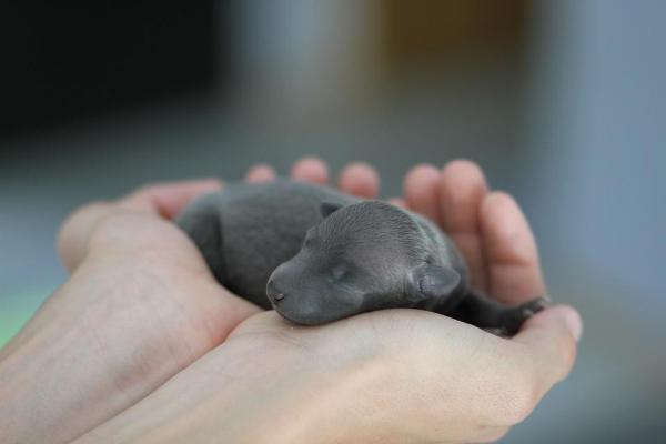 cucciolo di cane in una mano