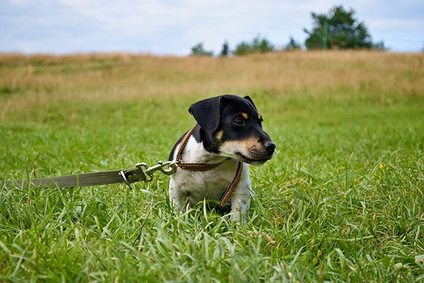 cane al prato