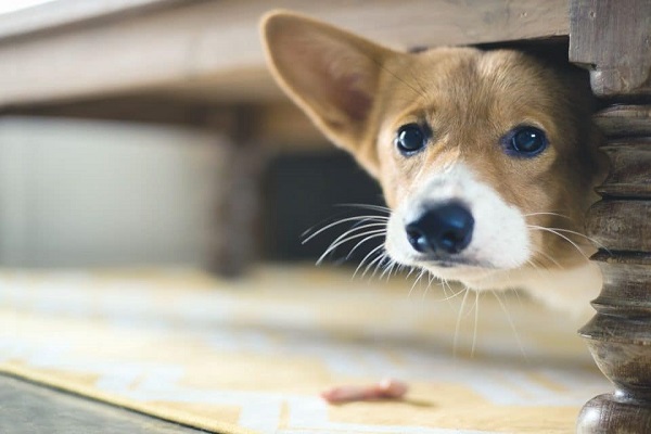 cane sotto il tavolo