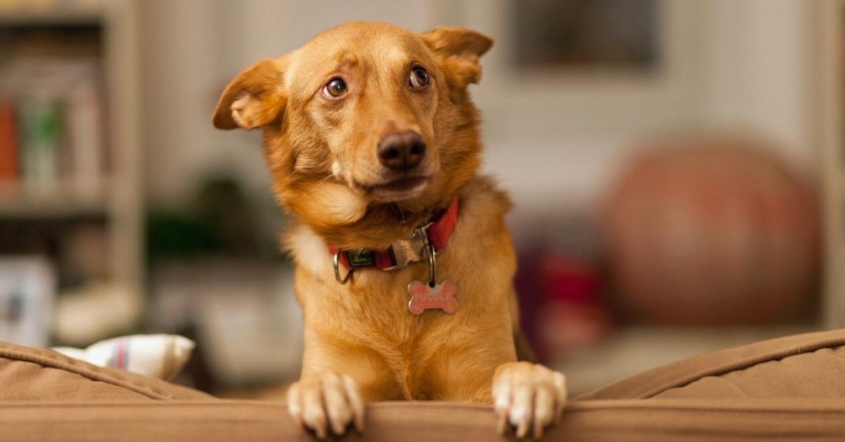 Desensibilizzazione cane: cos’è, perché si fa e quando