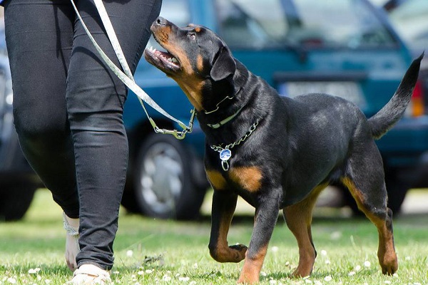 cane al guinzaglio