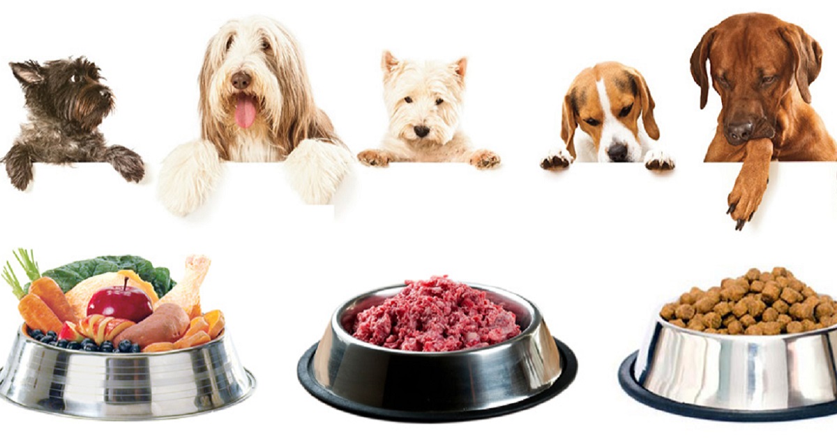 Dieta barf per cani: cos’è? Fido può seguirla?