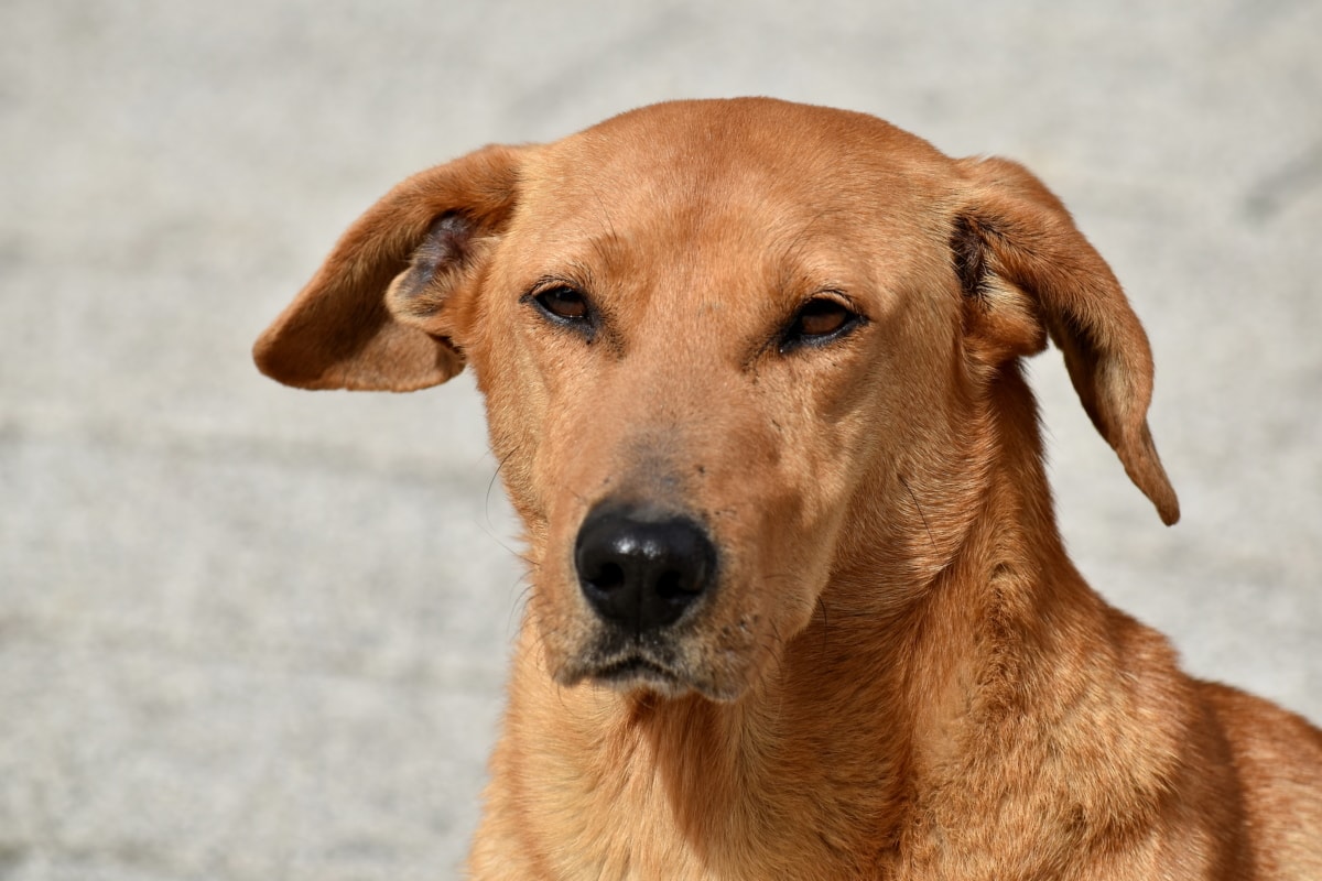 cane marrone chiaro