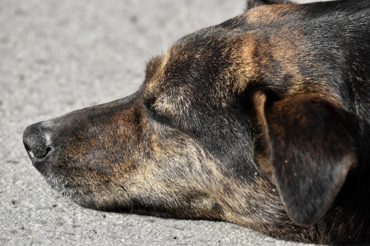 cane disteso per terra