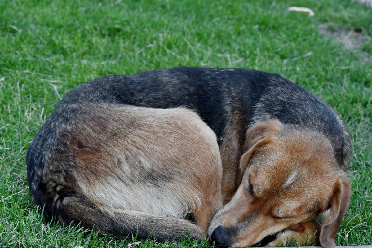 cane dorme sul prato