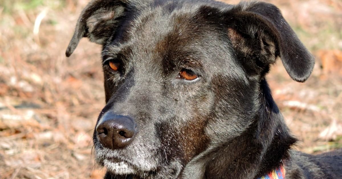 cane nero con gli occhi marroni