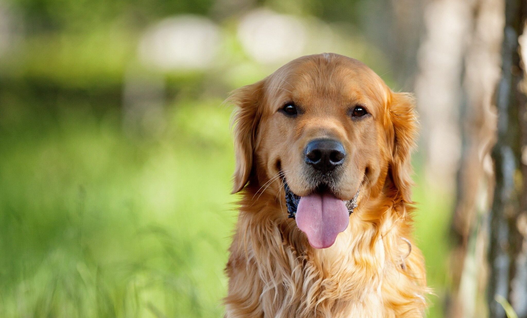 Dove lasciare il cane quando si va in vacanza?