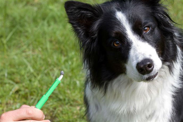 cane bianco e nero