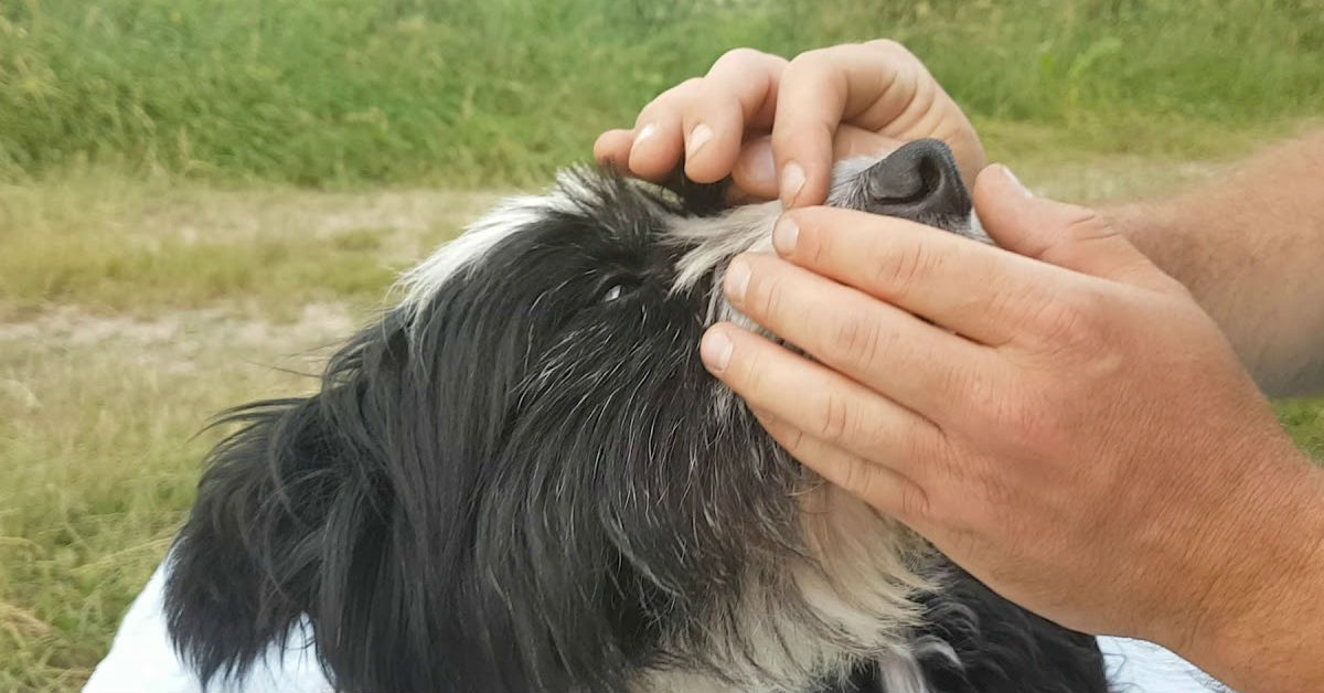 Febbre delle montagne rocciose nel cane: cos’è, come si cura?