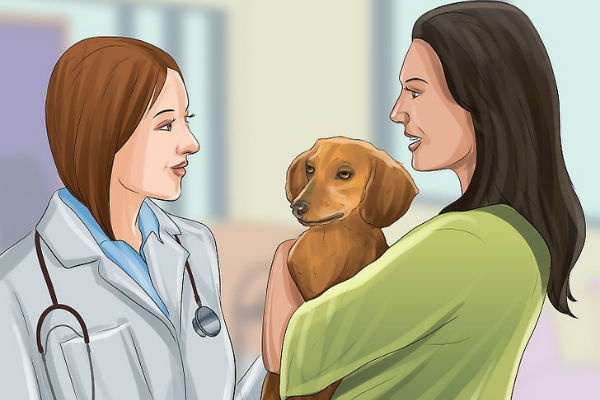 cane, padrona e veterinario