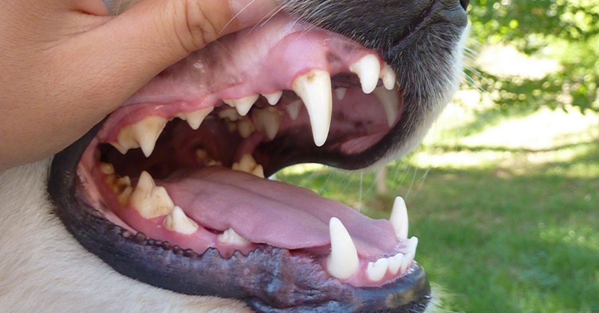 Fratture dei denti del cane: tutto ciò che bisogna sapere