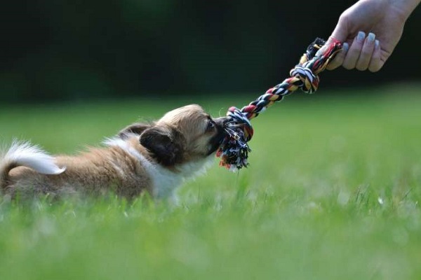 tiro alla fune con cane